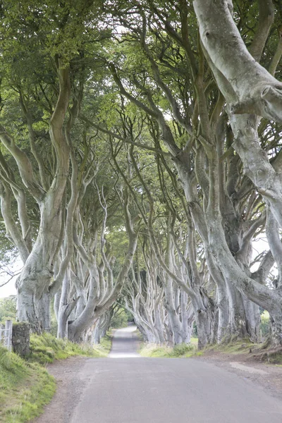 Dark Hedges, County Antrim, Northern Ireland — Stock Photo, Image