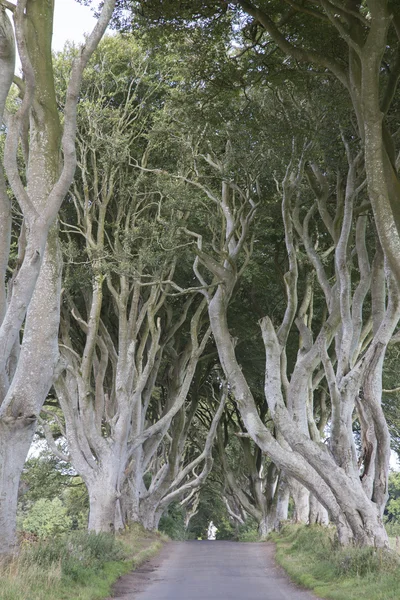 Dark Hedges, County Antrim, Northern Ireland — Stock Photo, Image