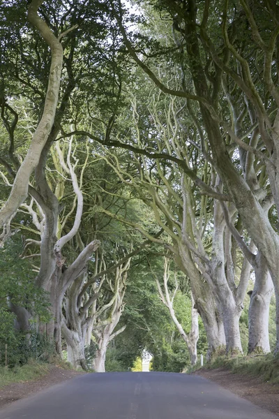 Dark Hedges, County Antrim, Northern Ireland — Stock Photo, Image