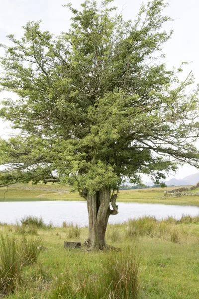 Tewet Tarn Lake, Keswick; Lake District — Stock Photo, Image