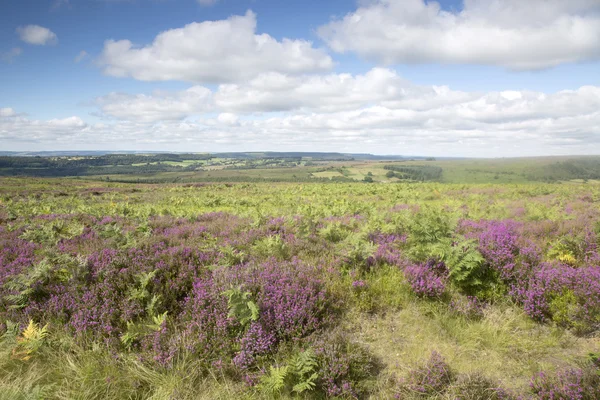 Öppna landskap, North York Moors; Yorkshire — Stockfoto