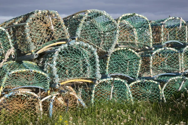 Hummer flera avhasplas, Lindisfarne, helig; Ön; Northumberland — Stockfoto