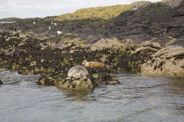 Colony, Farne Adası, Northumberland mühür