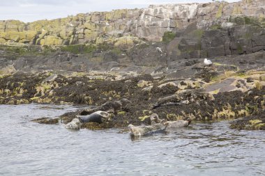 Colony, Farne Adası, Northumberland mühür