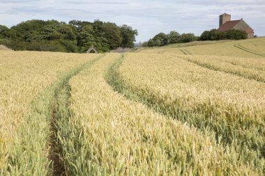 St Abbs kilise ve buğday alan; Northumberland