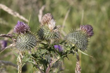 Thistle çiçek, St Abbs kafa, Northumberland