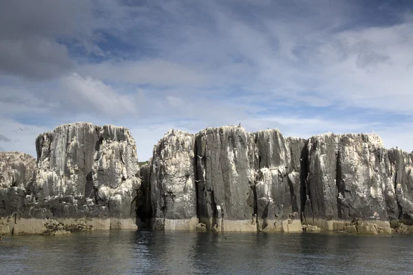 Seabird Colony Nesting, Farne Island, Northumberland — Stock Photo, Image