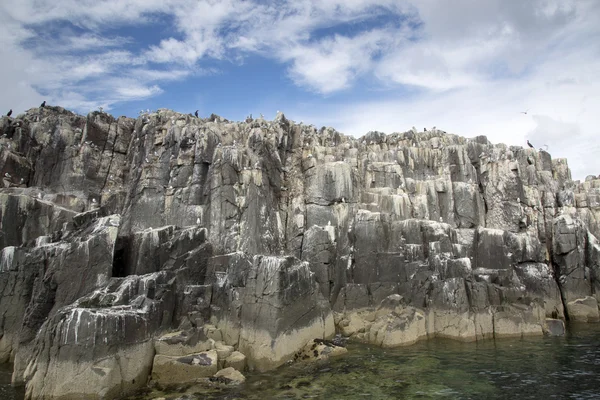 Terns Nesting on Farne Islands, Northumberland — Stock Photo, Image