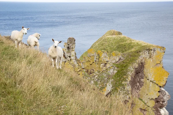 Schafe bei st abbs head, northumberland — Stockfoto