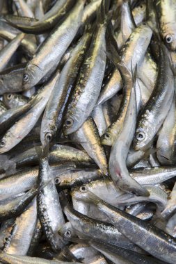 Piyasa ahır, Bologna satışta Fish'i closeup