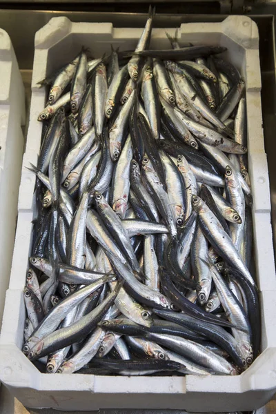 Closeup de peixes para venda no mercado Bolonha — Fotografia de Stock