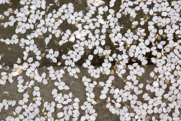 桜の花びら背景、王の庭園、ストックホルム — ストック写真