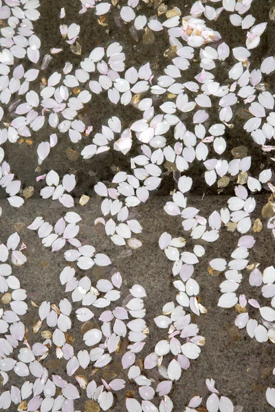 Fond de pétale de fleur, jardin des rois, Stockholm — Photo