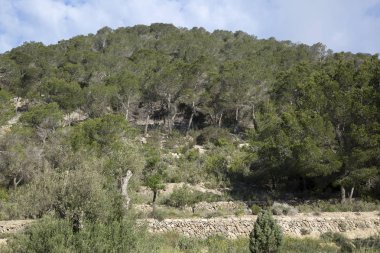 Çam ağaçları Hill, Ibiza