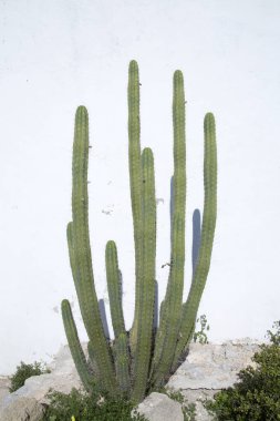 Kaktüs çiçeği beyaz duvara