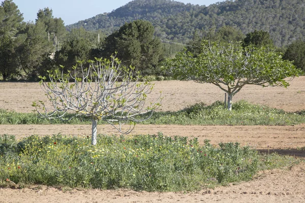 İncir ağaçları Ibiza — Stok fotoğraf