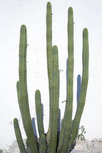 Flor de cacto contra parede branca — Fotografia de Stock