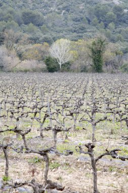 Bağ ağaçlarda kış