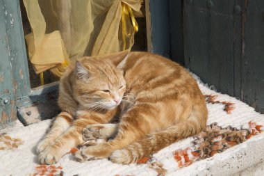 uykulu zencefil kedi