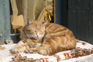 uykulu zencefil kedi