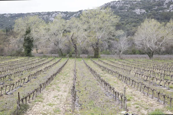 Árvores de inverno nuas em vinhedo, Provence — Fotografia de Stock