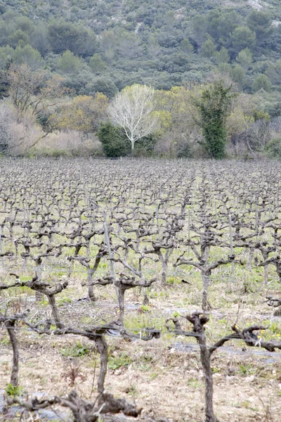 Bağ ağaçlarda kış