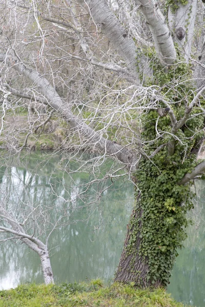 プロヴァンスの川堤防の冬桜 — ストック写真