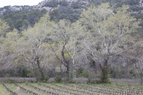 Arbres d'hiver dans le vignoble — Photo