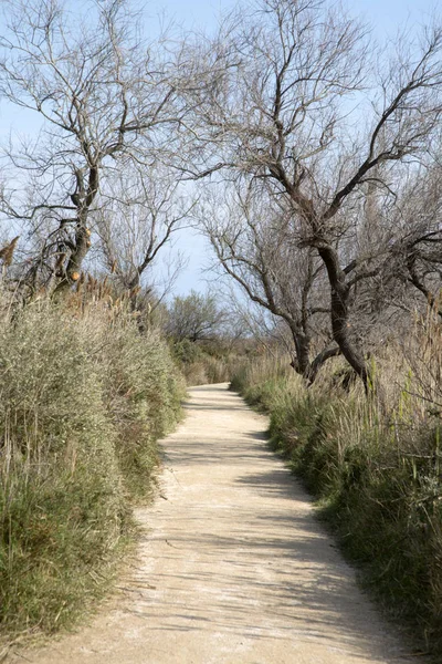 Patika Camargue Milli Parkı, Provence — Stok fotoğraf