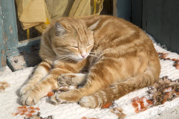 Ginger Cat pencere pervazına Tarih