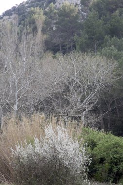 Alpes Haute, Luberon Park outside Lourmarin Village, Provence