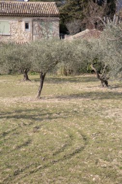 Zeytin ağacı Provence alanında