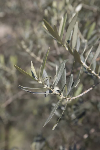 Närbild av olivkvist — Stockfoto