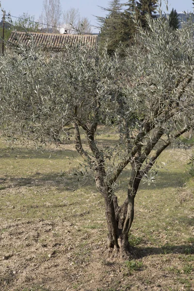 Zeytin ağacı Provence alanında — Stok fotoğraf