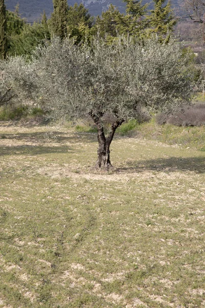 Zeytin ağacı Provence alanında — Stok fotoğraf