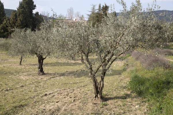 Zeytin ağacı Provence alanında — Stok fotoğraf