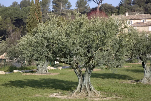 Lourmarin, Provence zeytin ağaçları — Stok fotoğraf