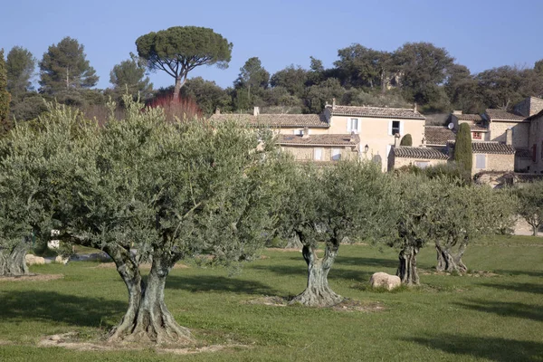 Olive Trees in Lourmarin, Provence, France — Stok fotoğraf