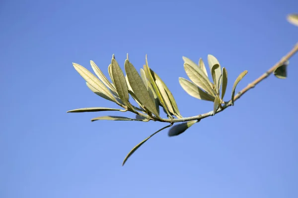 Olive Tree gren, Provence — Stockfoto