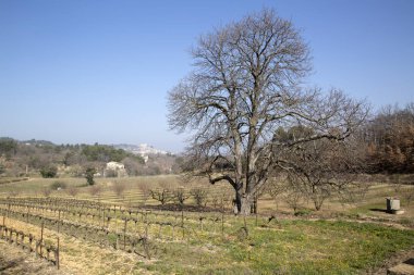 Bonnieux dışında kırsal kış ağacında çıplak; Provence