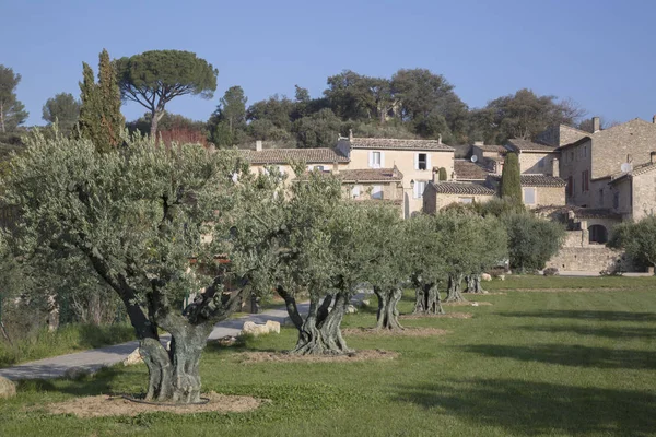 Lourmarin Village och olivträd, Provence — Stockfoto