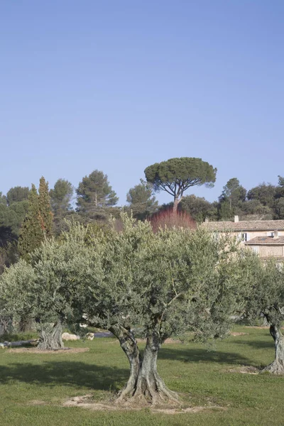 Olivenbäume, Provence, Frankreich — Stockfoto