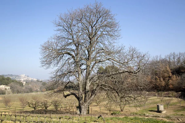 Bonnieux dışında kırsal kış ağacında çıplak; Provence — Stok fotoğraf