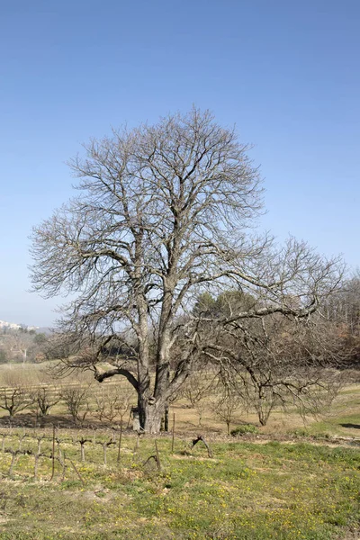 Bonnieux dışında kırsal kış ağacında çıplak; Provence