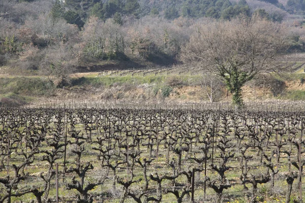 Campo fora de Bonnieux; Provence — Fotografia de Stock