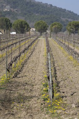 Vineyard outside Menerbes Village, Provence, France