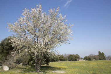 ağaç üzerinde çiçeği 