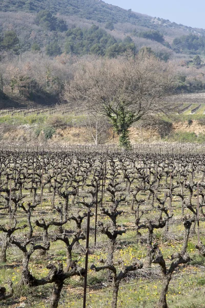 Campo fora de Bonnieux; Provence — Fotografia de Stock