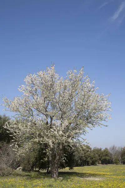 Blossom on Tree — Stock Photo, Image