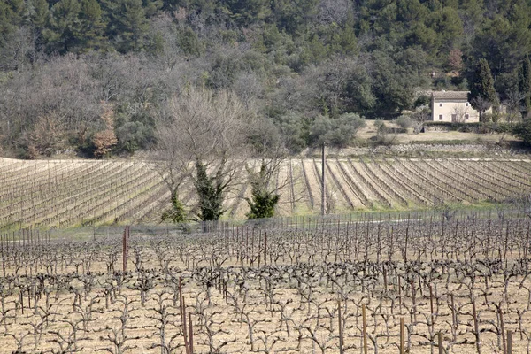 De wijngaard buiten dorp Menerbes, Provence — Stockfoto